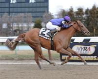 Hardened Wildcat, winner of the 2012 Fred "Cappy" Caposella Stakes at Aqueduct.