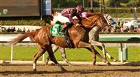 Hear the Ghost beats Flashback in the 2013 San Felipe. 