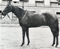 Horse Gaily big