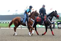 I'll Have Another jogs at Belmont Park. 