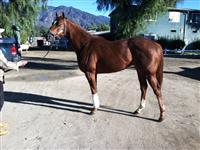 Kripke after sesmoid injury on his way to utah