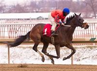 Moon Philly wins the 2013 Nellie Morse Stakes at Laurel Park on January 26, 2013.