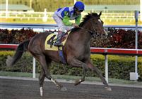 Nicanor, full brother to Barbaro, makes his racing debut