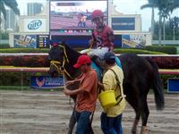 Off the Jak wins Sunshine Millions Sprint