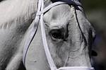SilverfootECL