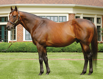 Smart Strike at Lane's End Farm