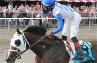 Strong Mandate horse