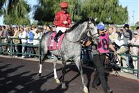 Turallure with Julien Leparoux aboard getting ready for the Grade 1 Woodbine Mile Stakes on September 18th.  Turallure went on to win the Mile Stakes by a neck.