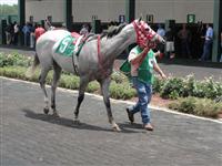 July 4, 2009: Smokin Again in Louisiana Downs paddock.