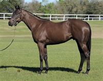 flattercolt 1