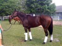 Granted Tiger in the H.A. Jerkens barn