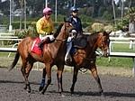 Belleofthebridle
