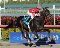 Determinato Wins The Spectacular Bid Stakes
