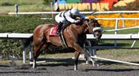 30 May, 2011: Amazombie crosses the finish line first, but is disqualified to third place in the Los Angeles Handicap p at Hollywood Park, Inglewood, CA 