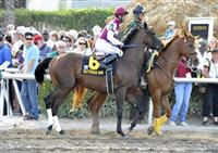 28 March 2009: Third choice Theregoesjojo and jockey Kent Desormeaux enter the track before the grade 1 Florida Derby at Gulfstream Park in Hallandale Beach, Florida.