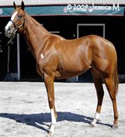 Saratoga Red