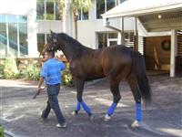 Daddy Forty Nine Schooling in Fairgrounds Paddock