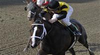 25 April 2009: Mr. Fantasy, with jockey Richard Migliore in the saddle, wins the 130th running of the grade 3 Withers Stakes for three year olds at Aqueduct Race Track in Ozone Park, New York.