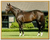 Stallion Tiznow stands at Taylor Made 
