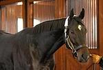 PioneerofNileECL