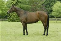 River Dancer big