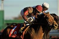 November 6, 2010: Dakota Phone, ridden by Joel Rosario and trained by Jerry Hollendorfer spring the upset in the Breeders Cup Mile at Churchill Downs in Louisville, KY.
