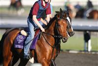 Beethoven preparing for the Breeders' Cup at Santa Anita - 2009 