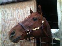 Certain standing in his stall