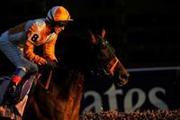 November 6, 2010: Dangerous Midge, ridden by Frankie Dettori and trained by Brian Meehan win in the Emirates Airline Breeders Cup Turf at Churchill Downs in Louisville, KY.
