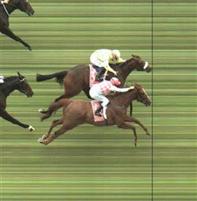 dunaden melbourne cup