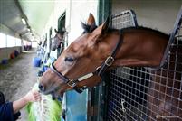 Tu Endie Wei in her stall
