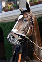 Mizzen Donald