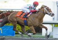 20 March 2010: D'Funnybone and jockey Edgar Prado winning the Swale Stakes at Gulfstream Park in Hallandale Beach, FL.