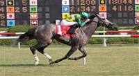 Paddy O'Prado wins 2010 Colonial Turf Cup.