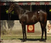 Acaffella
