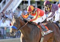 10 May 15: Lookin at Lucky (no. 7), ridden by Martin Garcia and trained by Bob Baffert, wins the 135th running of the grade 1 Preakness Stakes for three year olds at Pimlico Race Track in Baltimore, Maryland.