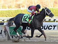Cairo Prince horse