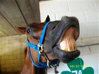 Indy is always laughing/smiling and is the joker of the Barn.  Great Personality.
