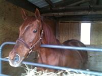 Certain Standing in his stall