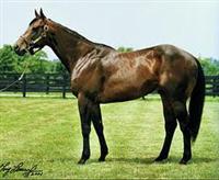 Indian Charlie at Airdrie Stud