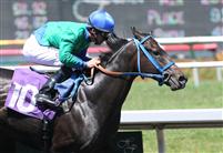Roman Counsel wins as the first winner sired by Roman Ruler