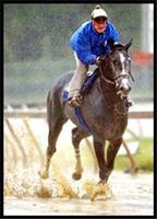 senor rain