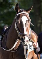 Dashing Debby before the 2009 Matron