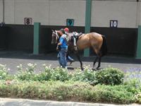 July 4, 2009: Tortuga Flats in Louisiana Downs paddock. 