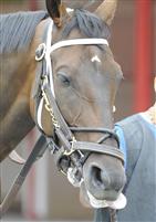 Interpatation in the paddock at Saratoga before the 2009 Bernard Baruch
