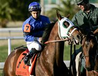 Northern Giant before the 2010 Risen Star with John Jacinto up
