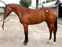 September Keeneland Yearling Sale 2008
