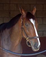 Nashoba's Key in her stall