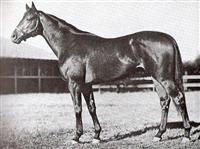 Pavot 2