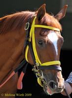 Eldoktori at Belmont Park 2009